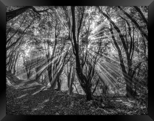 Sunbeams shining through the trees of Selworthy Woods, Exmoor National Park Framed Print by Shaun Davey