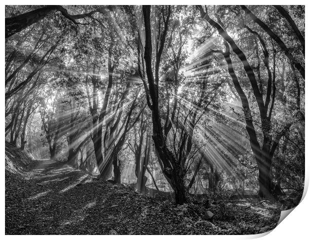 Sunbeams shining through the trees of Selworthy Woods, Exmoor National Park Print by Shaun Davey