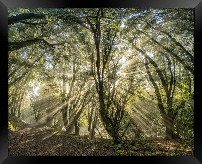 Sunbeams shining through the trees of Selworthy Woods, Exmoor National Park Framed Print by Shaun Davey