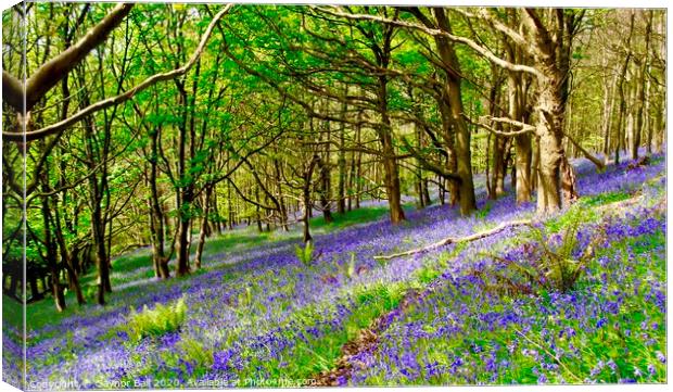Bluebell Wood at Margam Canvas Print by Gaynor Ball