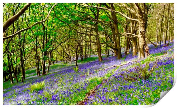 Bluebell Wood at Margam Print by Gaynor Ball