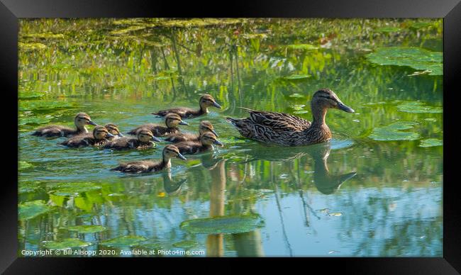 Mothers brood. Framed Print by Bill Allsopp