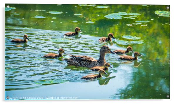 Fluffy ducklings. Acrylic by Bill Allsopp