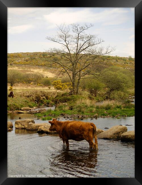 Cattle Crossing Framed Print by Stephen Hamer