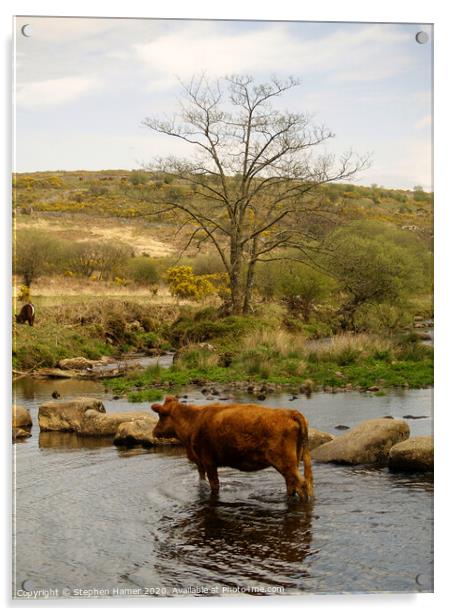 Cattle Crossing Acrylic by Stephen Hamer