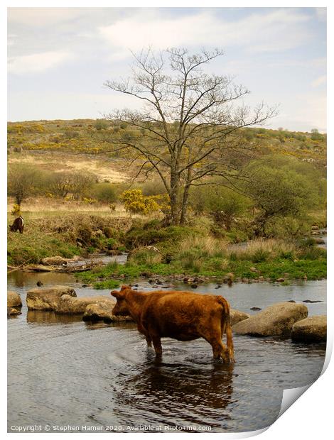 Cattle Crossing Print by Stephen Hamer