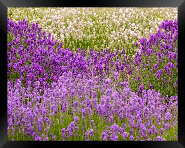 Lavender Field Framed Print by Chantal Cooper