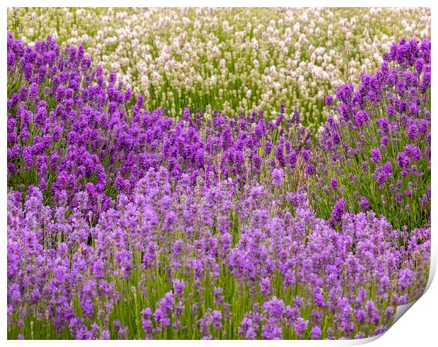 Lavender Field Print by Chantal Cooper