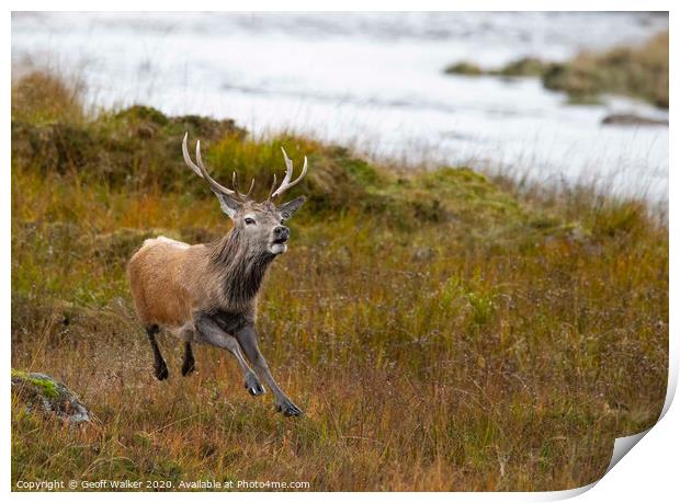Red deer stag running Print by Geoff Walker