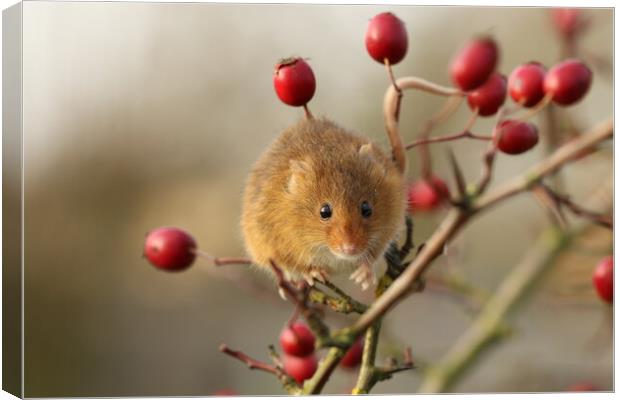 A Harvest Mouse sitting on a branch of Red Berries Canvas Print by Chantal Cooper