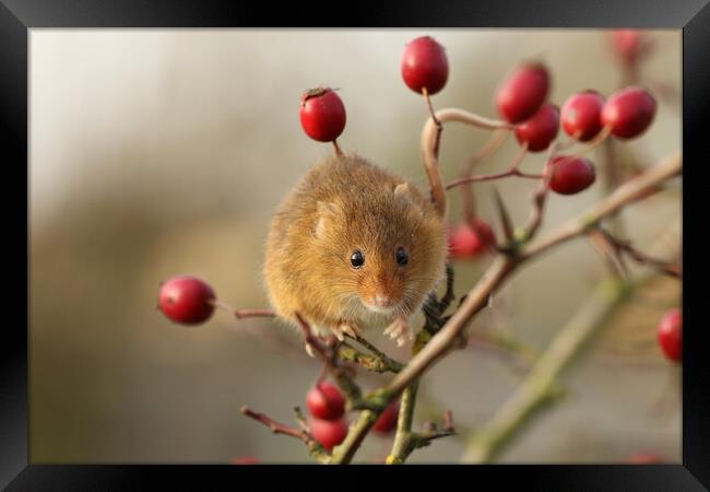 A Harvest Mouse sitting on a branch of Red Berries Framed Print by Chantal Cooper