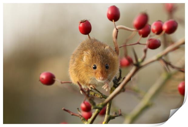 A Harvest Mouse sitting on a branch of Red Berries Print by Chantal Cooper