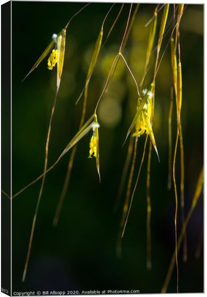Giant feather grass flowers.. Canvas Print by Bill Allsopp