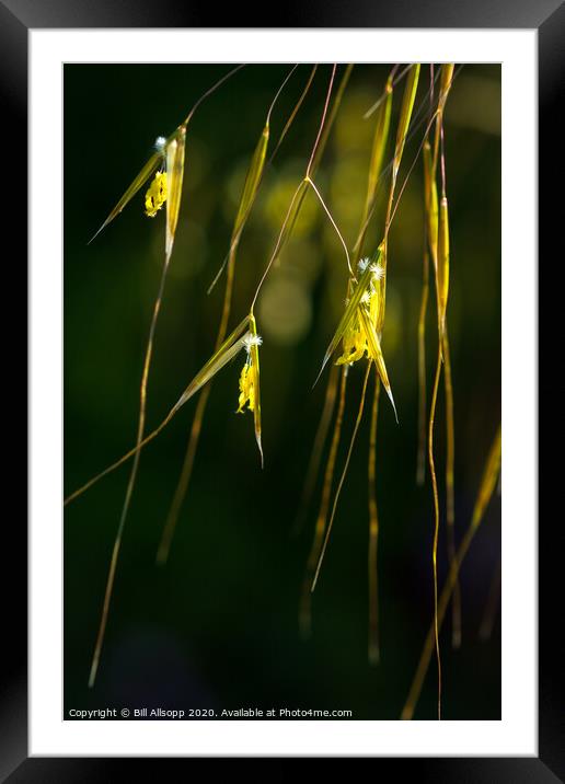 Giant feather grass flowers.. Framed Mounted Print by Bill Allsopp