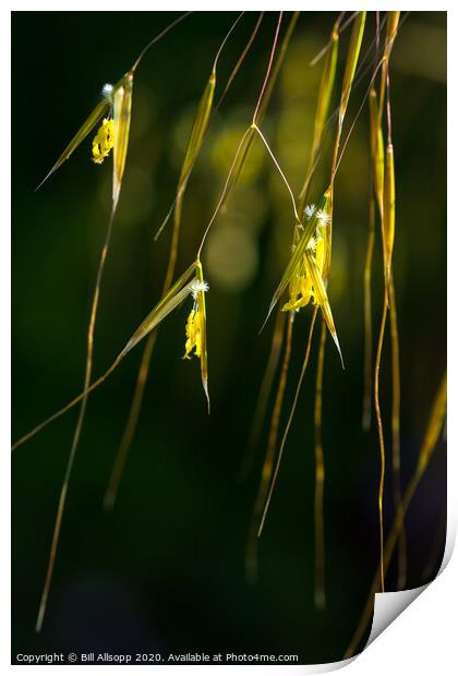 Giant feather grass flowers.. Print by Bill Allsopp