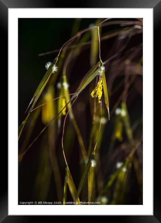 Giant feather grass flowers. Framed Mounted Print by Bill Allsopp