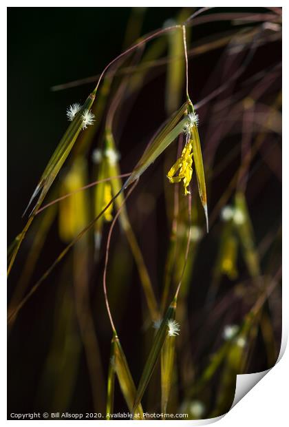 Giant feather grass flowers. Print by Bill Allsopp