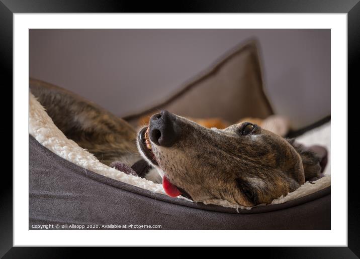 Let sleeping dogs lie. Framed Mounted Print by Bill Allsopp