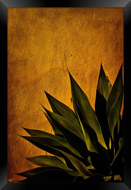 Agave on Adobe Framed Print by Chris Lord