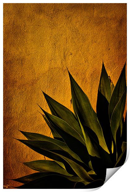 Agave on Adobe Print by Chris Lord