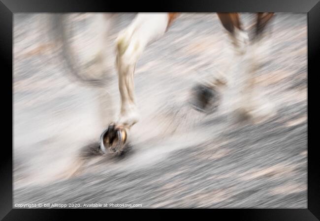 On the hoof. Framed Print by Bill Allsopp