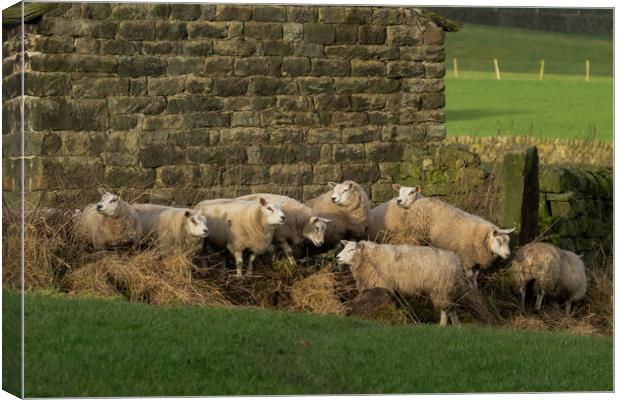 Sheep huddling together next to a barn in Yorkshir Canvas Print by Ros Crosland