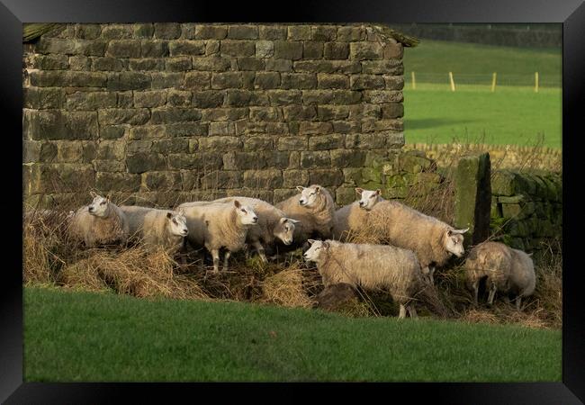 Sheep huddling together next to a barn in Yorkshir Framed Print by Ros Crosland