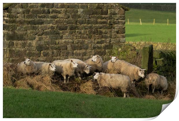 Sheep huddling together next to a barn in Yorkshir Print by Ros Crosland