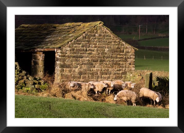 Sheep in Yorkshire countryside.  Framed Mounted Print by Ros Crosland