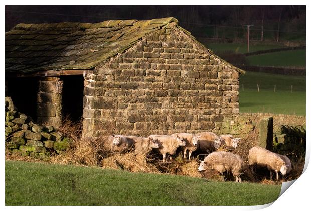 Sheep in Yorkshire countryside.  Print by Ros Crosland