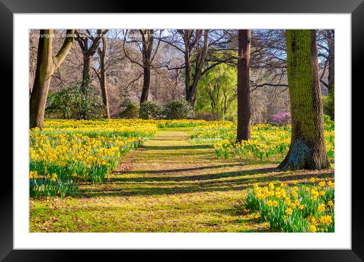 Daffodils in Hagley Park, Christchurch, New Zealand Framed Mounted Print by Colin & Linda McKie