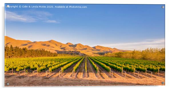 Vineyard in Canterbury, New Zealand Acrylic by Colin & Linda McKie