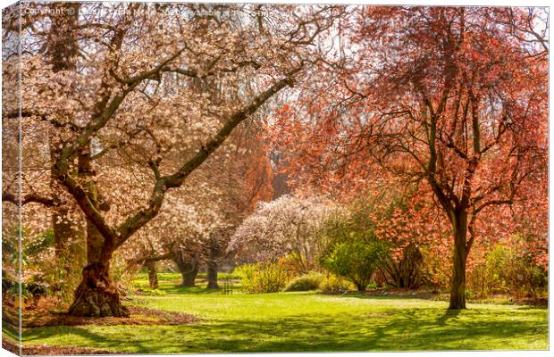 Christchurch Blossom in Hagley Park Canvas Print by Colin & Linda McKie
