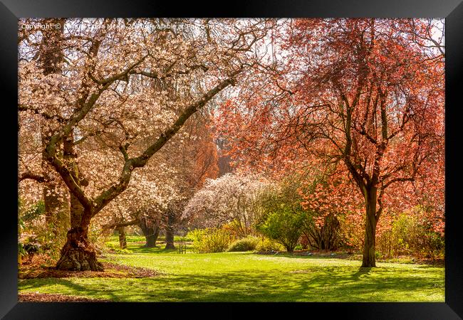 Christchurch Blossom in Hagley Park Framed Print by Colin & Linda McKie