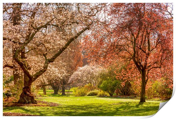 Christchurch Blossom in Hagley Park Print by Colin & Linda McKie