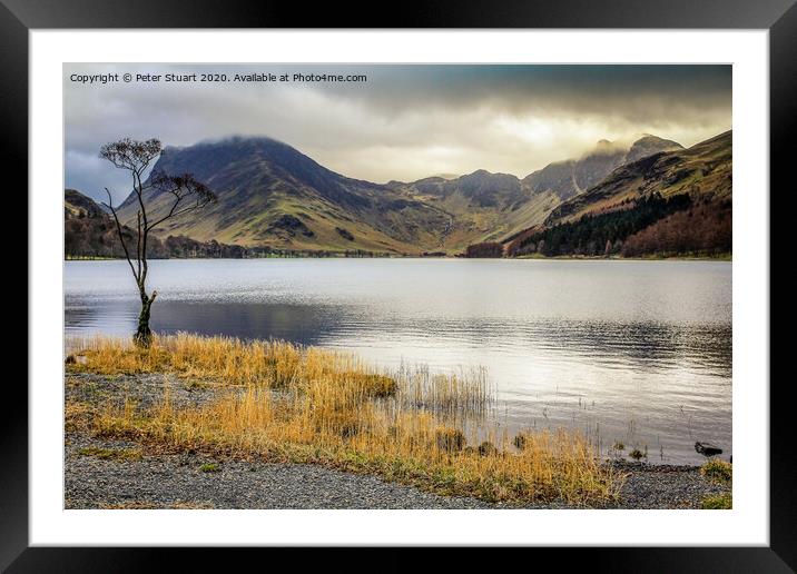 Lonely tree at Buttermere in the Lake District Framed Mounted Print by Peter Stuart