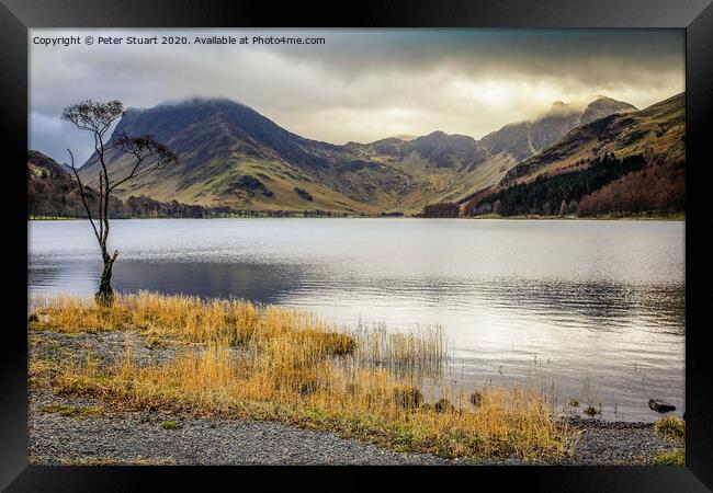 Lonely tree at Buttermere in the Lake District Framed Print by Peter Stuart