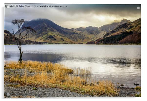 Lonely tree at Buttermere in the Lake District Acrylic by Peter Stuart