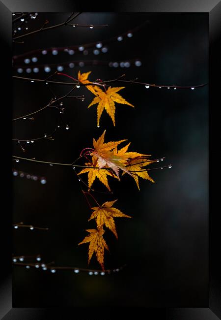 Golden Leaves.  Framed Print by Ros Crosland