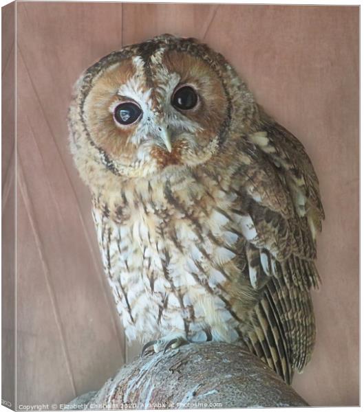 Tawny Owl Canvas Print by Elizabeth Chisholm