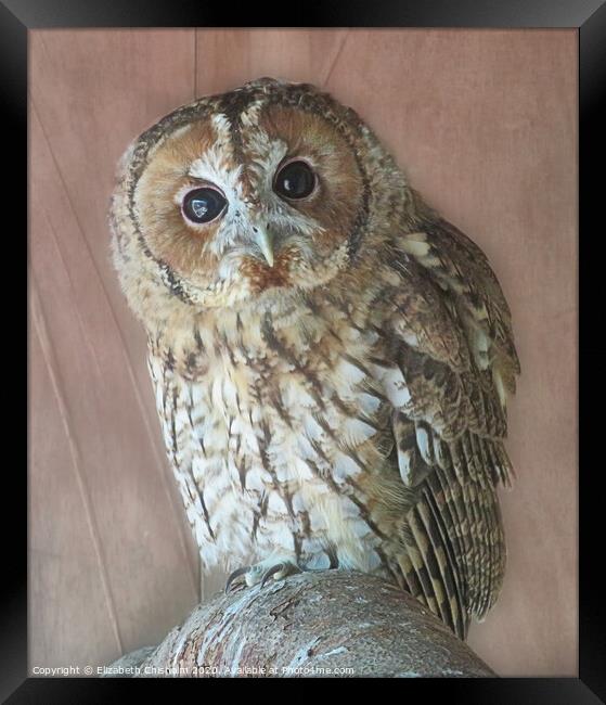 Tawny Owl Framed Print by Elizabeth Chisholm