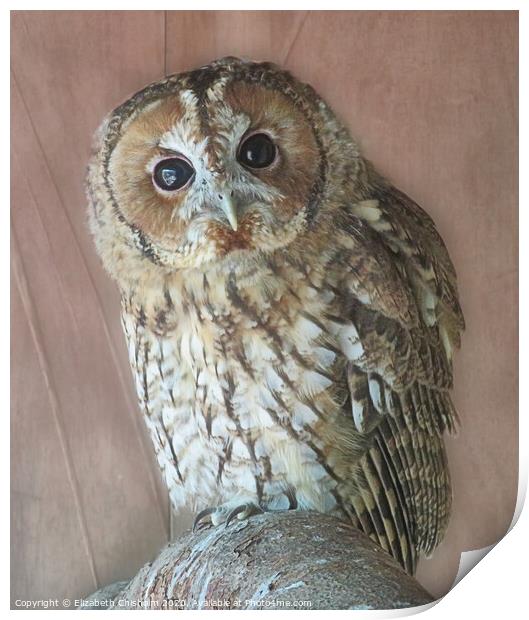 Tawny Owl Print by Elizabeth Chisholm