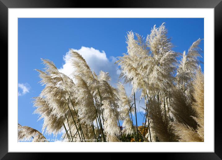 Majestic Pampas Grass in Bloom Framed Mounted Print by Allan Bell