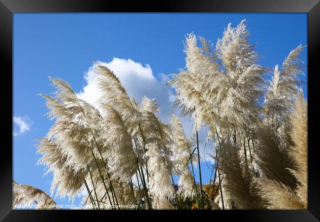 Majestic Pampas Grass in Bloom Framed Print by Allan Bell