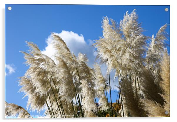 Majestic Pampas Grass in Bloom Acrylic by Allan Bell