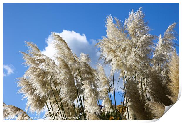 Majestic Pampas Grass in Bloom Print by Allan Bell
