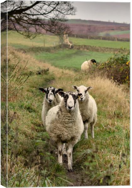 A group of sheep standing on top of a lush green f Canvas Print by Ros Crosland