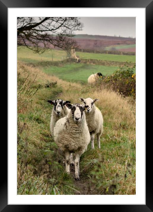 A group of sheep standing on top of a lush green f Framed Mounted Print by Ros Crosland