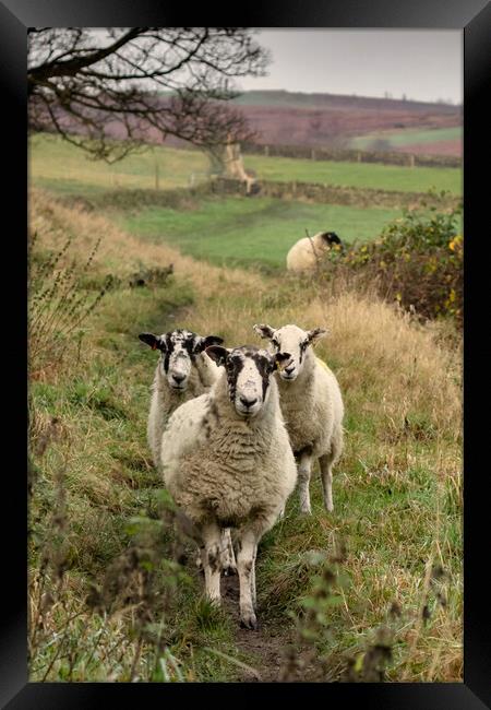 A group of sheep standing on top of a lush green f Framed Print by Ros Crosland