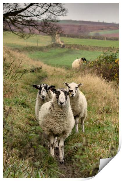 A group of sheep standing on top of a lush green f Print by Ros Crosland